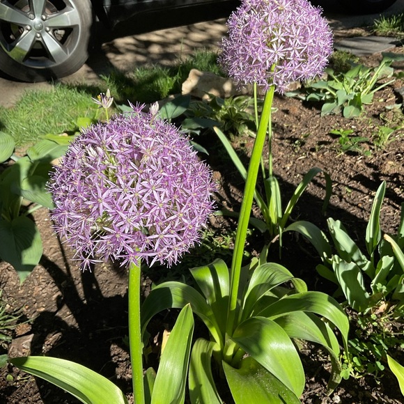 💜 - Picture 8 of 16